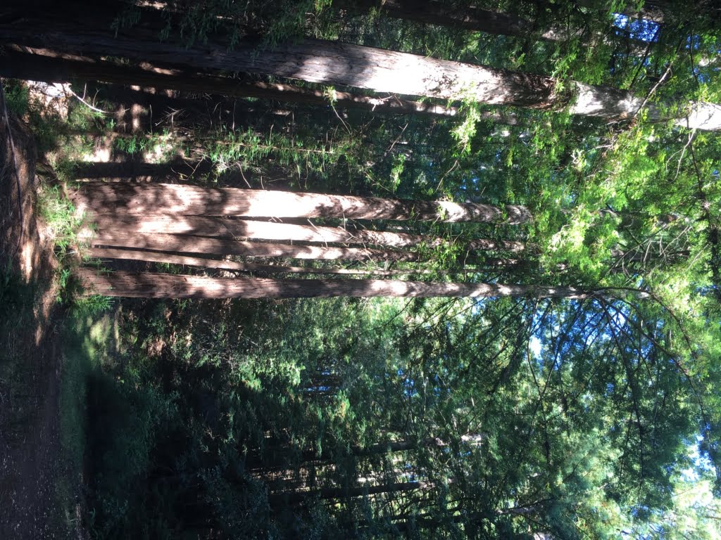 Purisima Creek Redwoods